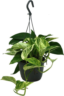 Goed & Groen - Epipremnum 'Marble Queen' (hangplant) - ↨ 35cm - Potmaat 15 - Exclusieve Kwaliteit Planten - Kamer Plant - Kamerplanten - Sfeer - Interieur