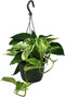 Goed & Groen - Epipremnum 'Marble Queen' (hangplant) - ↨ 35cm - Potmaat 15 - Exclusieve Kwaliteit Planten - Kamer Plant - Kamerplanten - Sfeer - Interieur