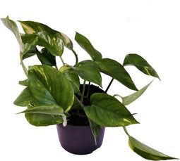 Goed & Groen - Epipremnum pinnatum 'Aureum' - ↨ 20cm - Potmaat 12 - Exclusieve Kwaliteit Planten - Kamer Plant - Kamerplanten - Sfeer - Interieur