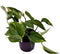 Goed & Groen - Epipremnum pinnatum 'Aureum' - ↨ 20cm - Potmaat 12 - Exclusieve Kwaliteit Planten - Kamer Plant - Kamerplanten - Sfeer - Interieur