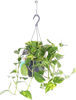 Goed & Groen - Epipremnum Pinnatum Aureum - ↨ 35cm - Potmaat 17 - Exclusieve Kwaliteit Planten - Kamer Plant - Kamerplanten - Sfeer - Interieur