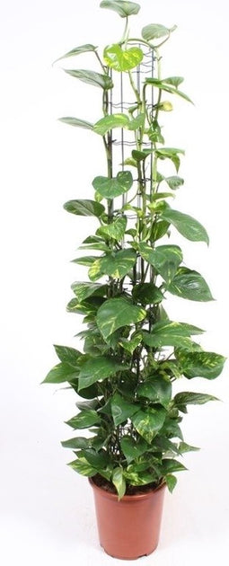 Goed & Groen - Epipremnum pinnatum 'Aureum' - XXL - ↨ 160cm - Potmaat 27 - Exclusieve Kwaliteit Planten - Kamer Plant - Kamerplanten - Sfeer - Interieur
