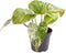 Goed & Groen - Epipremnum pinnatum 'Marble Queen' - ↨ 15cm - Potmaat 6 - Exclusieve Kwaliteit Planten - Kamer Plant - Kamerplanten - Sfeer - Interieur