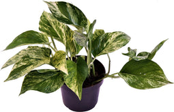 Goed & Groen - Epipremnum pinnatum 'Marble Queen' - ↨ 25cm - Potmaat 12 - Exclusieve Kwaliteit Planten - Kamer Plant - Kamerplanten - Sfeer - Interieur