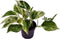 Goed & Groen - Epipremnum pinnatum 'Marble Queen' - ↨ 25cm - Potmaat 12 - Exclusieve Kwaliteit Planten - Kamer Plant - Kamerplanten - Sfeer - Interieur