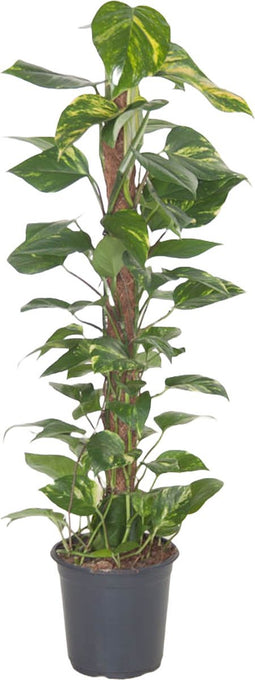 Goed & Groen - Epipremnum Pinnatum (mosstok) - ↨ 100cm - Potmaat 21 - Exclusieve Kwaliteit Planten - Kamer Plant - Kamerplanten - Sfeer - Interieur
