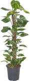 Goed & Groen - Epipremnum Pinnatum (mosstok) - ↨ 100cm - Potmaat 21 - Exclusieve Kwaliteit Planten - Kamer Plant - Kamerplanten - Sfeer - Interieur