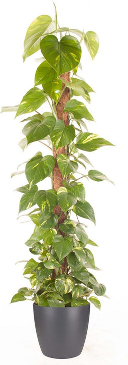 Goed & Groen - Epipremnum Pinnatum (mosstok) (in ELHO Brussels Rond Antraciet) - Scindapsus - XL -↨ 150cm - Potmaat 27 - Exclusieve Kwaliteit Planten - Kamer Plant - Kamerplanten - Sfeer - Interieur