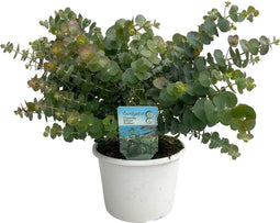 Goed & Groen - Eucalyptus cinerea - ↨ 40cm - Potmaat 19 - Exclusieve Kwaliteit Planten - Kamer Plant - Kamerplanten - Sfeer - Interieur