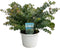 Goed & Groen - Eucalyptus cinerea - ↨ 40cm - Potmaat 19 - Exclusieve Kwaliteit Planten - Kamer Plant - Kamerplanten - Sfeer - Interieur