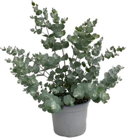 Goed & Groen - Eucalyptus Gunnii - ↨ 50cm - Potmaat 19 - Exclusieve Kwaliteit Planten - Kamer Plant - Kamerplanten - Sfeer - Interieur