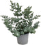 Goed & Groen - Eucalyptus Gunnii - ↨ 50cm - Potmaat 19 - Exclusieve Kwaliteit Planten - Kamer Plant - Kamerplanten - Sfeer - Interieur