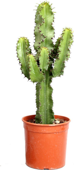 Goed & Groen - Euphorbia cactus (Erytrea) - ↨ 70cm - Potmaat 19 - Exclusieve Kwaliteit Planten - Kamer Plant - Kamerplanten - Sfeer - Interieur