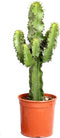 Goed & Groen - Euphorbia cactus (Erytrea) - ↨ 70cm - Potmaat 19 - Exclusieve Kwaliteit Planten - Kamer Plant - Kamerplanten - Sfeer - Interieur