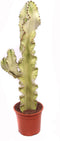 Goed & Groen - Euphorbia erytrea variegata - ↨ 75cm - Potmaat 19 - Exclusieve Kwaliteit Planten - Kamer Plant - Kamerplanten - Sfeer - Interieur