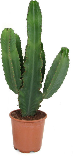 Goed & Groen - Euphorbia ingens - ↨ 85cm - Potmaat 24 - Exclusieve Kwaliteit Planten - Kamer Plant - Kamerplanten - Sfeer - Interieur