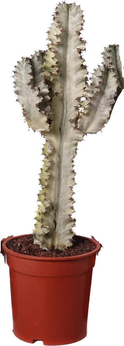 Goed & Groen - Euphorbia ingens marmorata - ↨ 70cm - Potmaat 21 - Exclusieve Kwaliteit Planten - Kamer Plant - Kamerplanten - Sfeer - Interieur