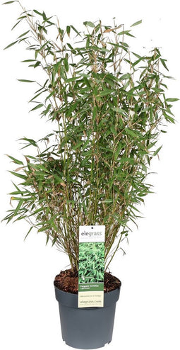 Goed & Groen - Fargesia murieliae 'Light Green' - ↨ 100cm - Potmaat 23 - Exclusieve Kwaliteit Planten - Tuin Plant - Tuinplanten - Sfeer - Exterieur