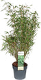 Goed & Groen - Fargesia murieliae 'Light Green' - ↨ 100cm - Potmaat 23 - Exclusieve Kwaliteit Planten - Tuin Plant - Tuinplanten - Sfeer - Exterieur