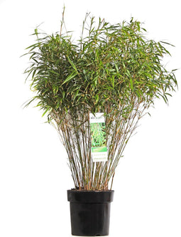 Goed & Groen - ‘Fargesia Rufa’ (Bamboe) - ↨ 80cm - Potmaat 29 - Exclusieve Kwaliteit Planten - Tuin Plant - Tuinplanten - Sfeer - Exterieur