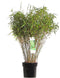 Goed & Groen - ‘Fargesia Rufa’ (Bamboe) - ↨ 80cm - Potmaat 29 - Exclusieve Kwaliteit Planten - Tuin Plant - Tuinplanten - Sfeer - Exterieur