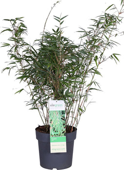 Goed & Groen - ‘Fargesia Rufa’ (Bamboe) - XL - ↨ 110cm - Potmaat 23 - Exclusieve Kwaliteit Planten - Tuin Plant - Tuinplanten - Sfeer - Exterieur