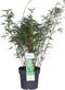 Goed & Groen - ‘Fargesia Rufa’ (Bamboe) - XL - ↨ 110cm - Potmaat 23 - Exclusieve Kwaliteit Planten - Tuin Plant - Tuinplanten - Sfeer - Exterieur