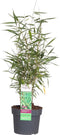 Goed & Groen - Fargesia scabrida 'Asian Wonder' - ↨ 60cm - Potmaat 19 - Exclusieve Kwaliteit Planten - Tuin Plant - Tuinplanten - Sfeer - Exterieur