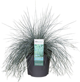 Goed & Groen - Festuca glauca Azura Blue ® - ↨ 40cm - Potmaat 19 - Exclusieve Kwaliteit Planten - Tuin Plant - Tuinplanten - Sfeer - Exterieur