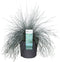 Goed & Groen - Festuca glauca Azura Blue ® - ↨ 40cm - Potmaat 19 - Exclusieve Kwaliteit Planten - Tuin Plant - Tuinplanten - Sfeer - Exterieur
