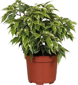 Goed & Groen - Ficus benjamina Kinky - ↨ 27cm - Potmaat 12 - Exclusieve Kwaliteit Planten - Kamer Plant - Kamerplanten - Sfeer - Interieur