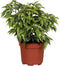 Goed & Groen - Ficus benjamina Kinky - ↨ 27cm - Potmaat 12 - Exclusieve Kwaliteit Planten - Kamer Plant - Kamerplanten - Sfeer - Interieur