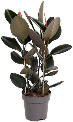Goed & Groen - Ficus elastica 'Abidjan' - ↨ 110cm - Potmaat 27 - Exclusieve Kwaliteit Planten - Kamer Plant - Kamerplanten - Sfeer - Interieur