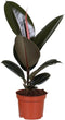 Goed & Groen - Ficus elastica 'Abidjan' - ↨ 35cm - Potmaat 12 - Exclusieve Kwaliteit Planten - Kamer Plant - Kamerplanten - Sfeer - Interieur