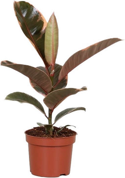 Goed & Groen - Ficus elastica 'Belize' - ↨ 30cm - Potmaat 12 - Exclusieve Kwaliteit Planten - Kamer Plant - Kamerplanten - Sfeer - Interieur
