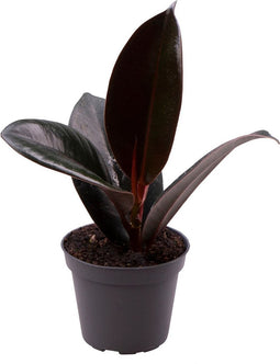 Goed & Groen - Ficus elastica 'Robusta' - ↨ 15cm - Potmaat 6 - Exclusieve Kwaliteit Planten - Kamer Plant - Kamerplanten - Sfeer - Interieur