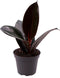 Goed & Groen - Ficus elastica 'Robusta' - ↨ 15cm - Potmaat 6 - Exclusieve Kwaliteit Planten - Kamer Plant - Kamerplanten - Sfeer - Interieur