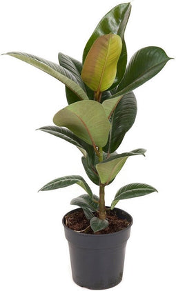 Goed & Groen - Ficus elastica 'Robusta' - ↨ 70cm - Potmaat 19 - Exclusieve Kwaliteit Planten - Kamer Plant - Kamerplanten - Sfeer - Interieur