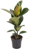 Goed & Groen - Ficus elastica 'Robusta' - ↨ 70cm - Potmaat 19 - Exclusieve Kwaliteit Planten - Kamer Plant - Kamerplanten - Sfeer - Interieur