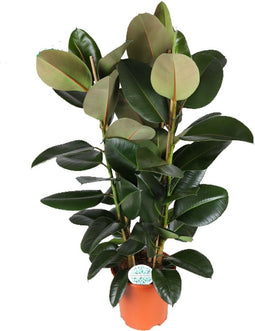 Goed & Groen - Ficus elastica 'Robusta' - XL - ↨ 140cm - Potmaat 27 - Exclusieve Kwaliteit Planten - Kamer Plant - Kamerplanten - Sfeer - Interieur