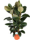 Goed & Groen - Ficus elastica 'Robusta' - XL - ↨ 140cm - Potmaat 27 - Exclusieve Kwaliteit Planten - Kamer Plant - Kamerplanten - Sfeer - Interieur