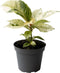 Goed & Groen - Ficus Elastica Schrijveriana - ↨ 10cm - Potmaat 6 - Exclusieve Kwaliteit Planten - Kamer Plant - Kamerplanten - Sfeer - Interieur