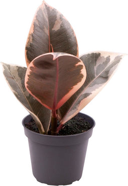 Goed & Groen - Ficus elastica 'Tineke' - ↨ 15cm - Potmaat 6 - Exclusieve Kwaliteit Planten - Kamer Plant - Kamerplanten - Sfeer - Interieur