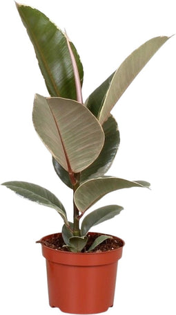 Goed & Groen - Ficus Elastica ‘Tineke’ - ↨ 35cm - Potmaat 12 - Exclusieve Kwaliteit Planten - Kamer Plant - Kamerplanten - Sfeer - Interieur