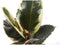Goed & Groen - Ficus elastica 'Tineke' - ↨ 50cm - Potmaat 17 - Exclusieve Kwaliteit Planten - Kamer Plant - Kamerplanten - Sfeer - Interieur