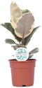 Goed & Groen - Ficus elastica 'Tineke' - ↨ 50cm - Potmaat 17 - Exclusieve Kwaliteit Planten - Kamer Plant - Kamerplanten - Sfeer - Interieur