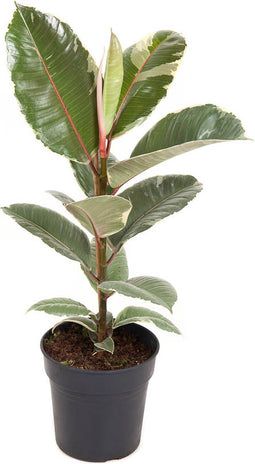 Goed & Groen - Ficus Elastica 'Tineke' - ↨ 70cm - Potmaat 19 - Exclusieve Kwaliteit Planten - Kamer Plant - Kamerplanten - Sfeer - Interieur