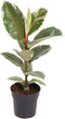 Goed & Groen - Ficus Elastica 'Tineke' - ↨ 70cm - Potmaat 19 - Exclusieve Kwaliteit Planten - Kamer Plant - Kamerplanten - Sfeer - Interieur