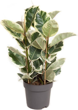 Goed & Groen - Ficus Elastica 'Tineke' - ↨ 90cm - Potmaat 27 - Exclusieve Kwaliteit Planten - Kamer Plant - Kamerplanten - Sfeer - Interieur