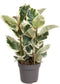 Goed & Groen - Ficus Elastica 'Tineke' - ↨ 90cm - Potmaat 27 - Exclusieve Kwaliteit Planten - Kamer Plant - Kamerplanten - Sfeer - Interieur